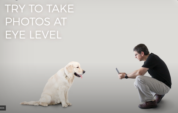 Tips and tricks for taking better pet photos