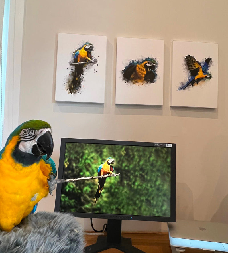 macaw bird illustration